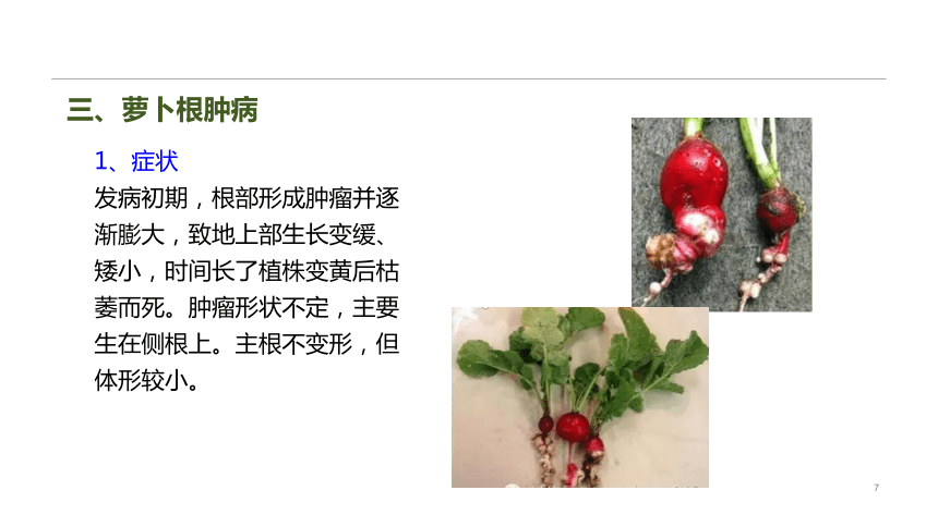 9.1.2病虫害防治 课件(共18张PPT)-《蔬菜生产技术》同步教学（中国农业出版社）