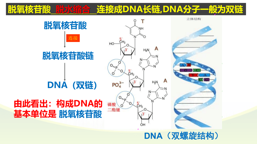 2021-2022学年高一上学期生物人教版必修一2.5核酸是遗传信息的携带者课件（共36张PPT）