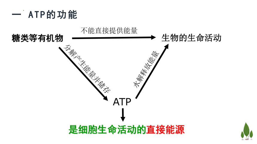 2022-2023学年高一上学期生物浙科版（2019）必修1-3.1ATP是细胞内的“能量通货”课件（24张ppt）