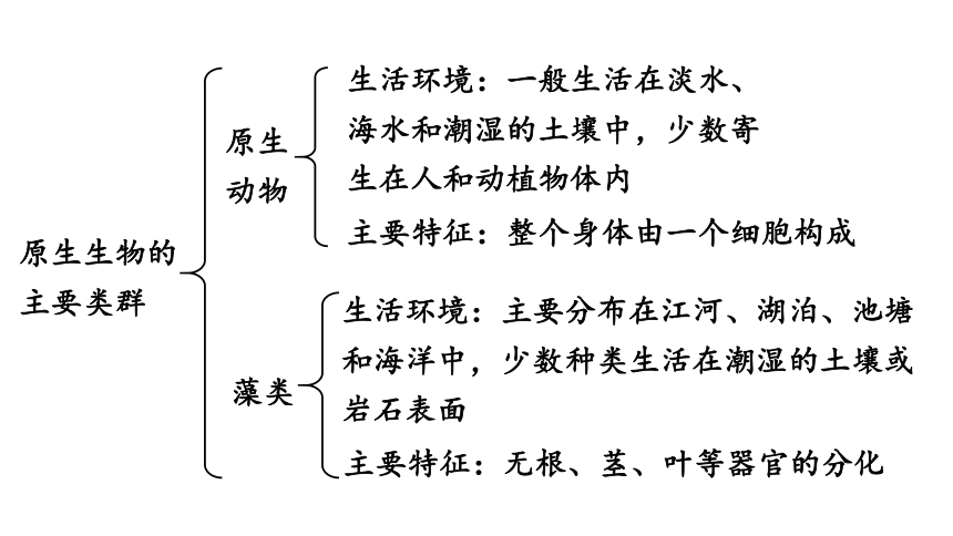 北师大版八年级生物下册 第22章物种的多样性 章末复习 课件(共43张PPT)