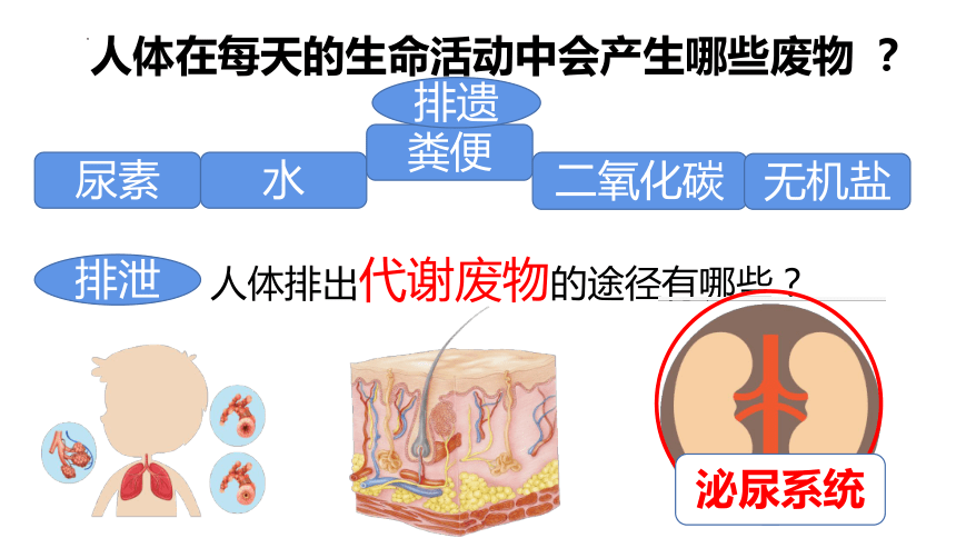 11.2尿的形成与排出课件(共40张PPT)2022-2023学年北师大版生物七年级下册