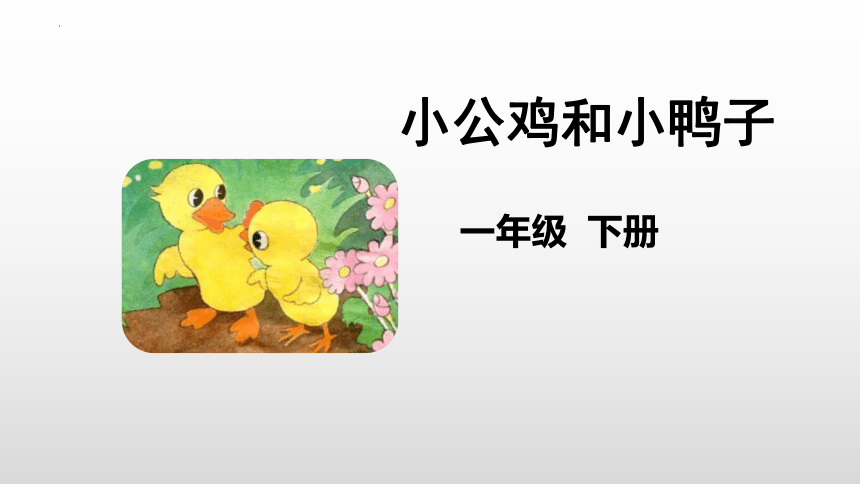 4 小公鸡和小鸭子 课件(共39张PPT)