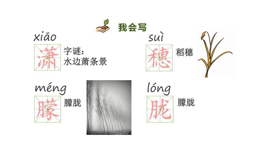 11.白桦   课件（34张PPT)