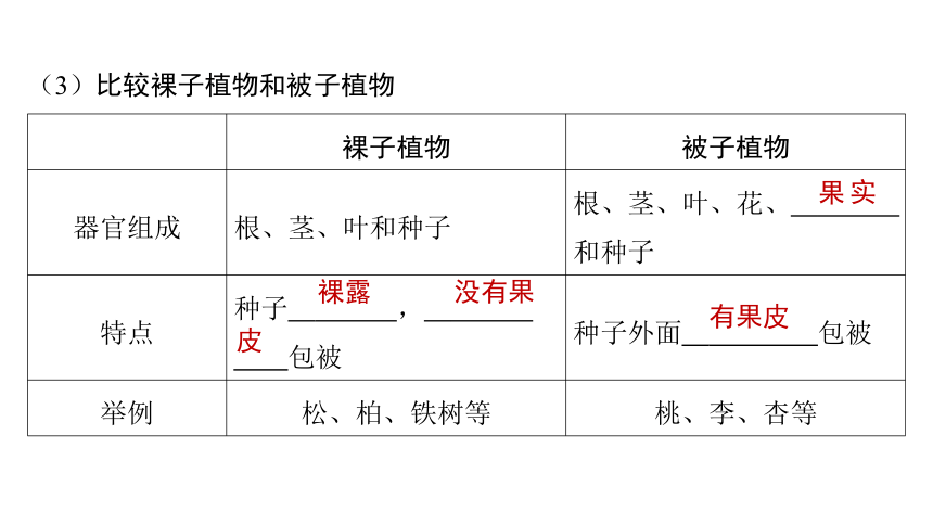 3.2被子植物的一生课件(共47张PPT)