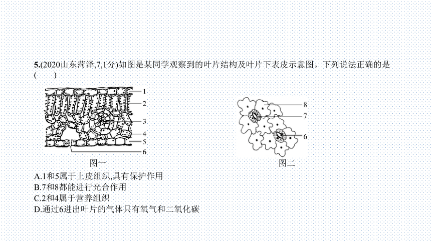 2023年中考生物复习专题★★　绿色植物的作用课件(共109张PPT)