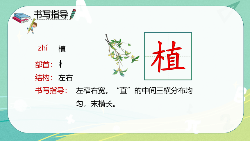 4 《邓小平爷爷植树》  课件（共38张PPT）