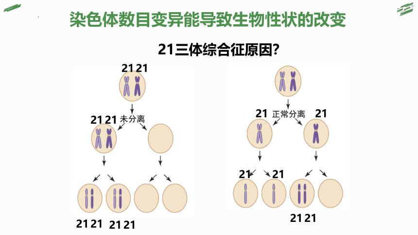 4.3 染色体畸变可能引起性状改变（第2课时）(共49张PPT)高一生物课件（浙科版2019必修2）