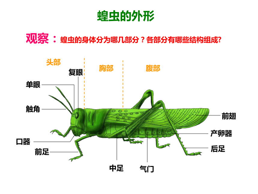 冀教版七上生物 4.5节肢动物 课件（27张PPT）