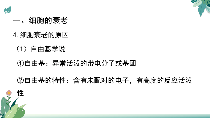 高中生物人教版（2019）必修1-6.3细胞的衰老和死亡（教学课件）（39张ppt）