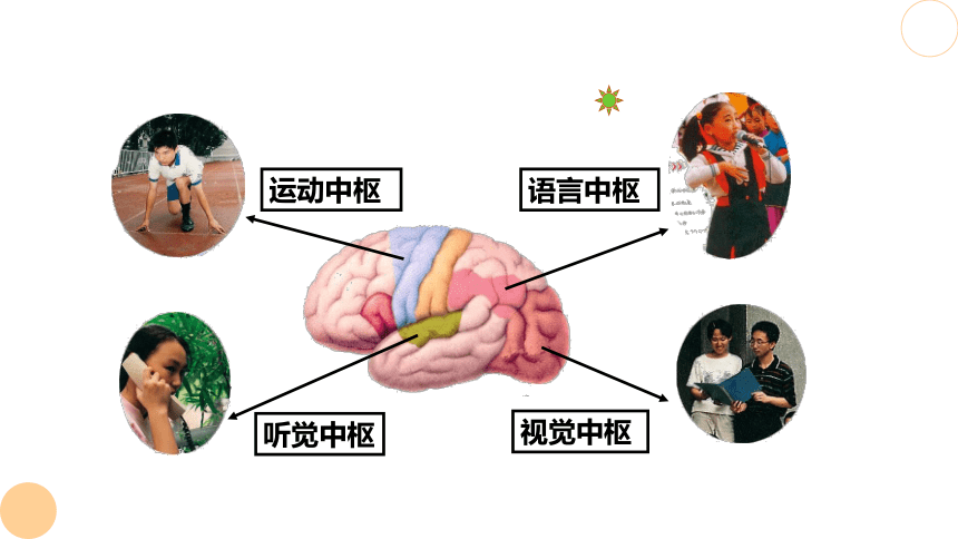 4.6.2 神经系统的组成 课件（共20张PPT）