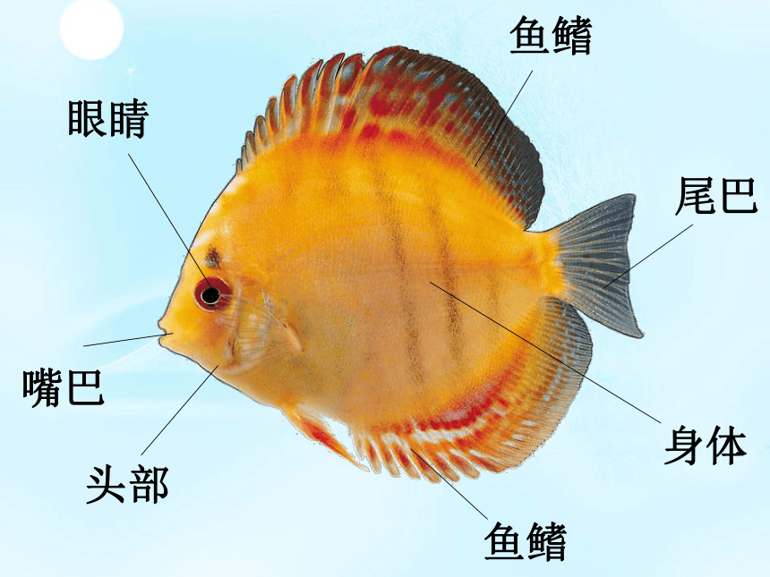 辽海版 辽海版  一年级下册美术 第13 课 穿花衣的热带鱼｜课件（18张PPT）