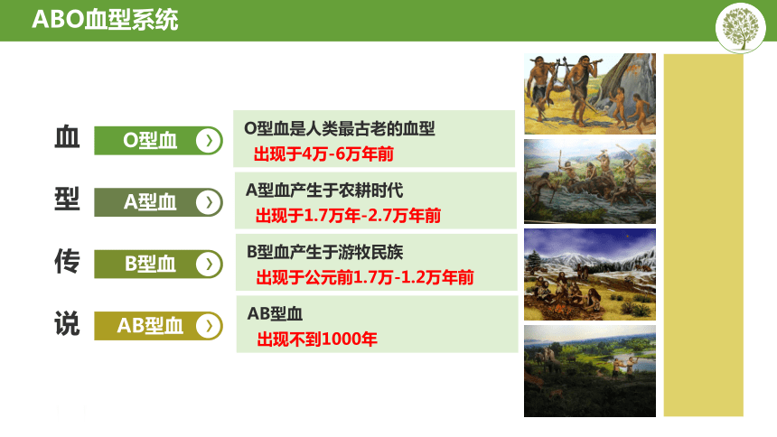 6.15.1人体内物质的运输---血型的鉴定课件(共24张PPT)2022--2023学年苏科版生物八年级上册