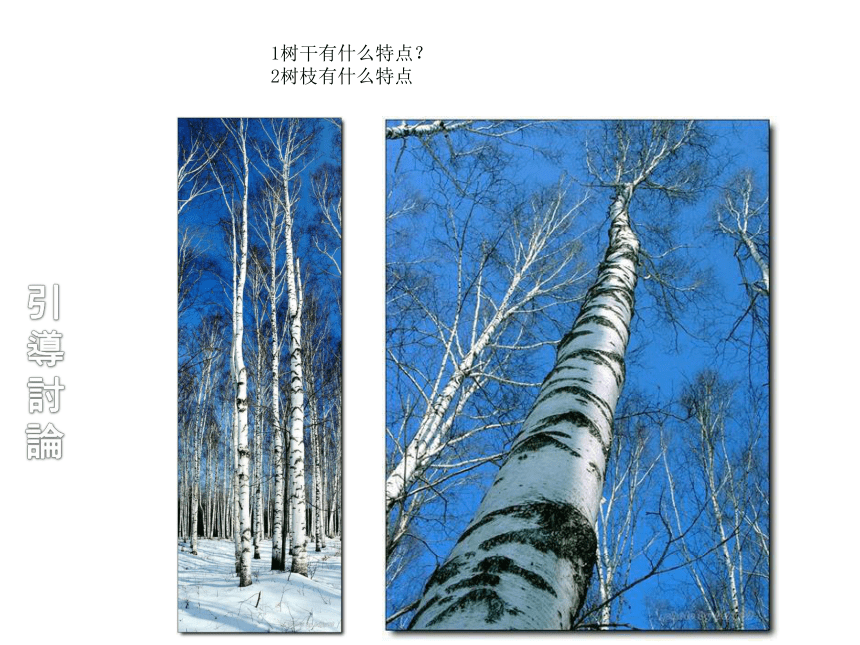 通用版 三年级下册美术 课外拓展 7.白桦树 课件（ 20张PPT）