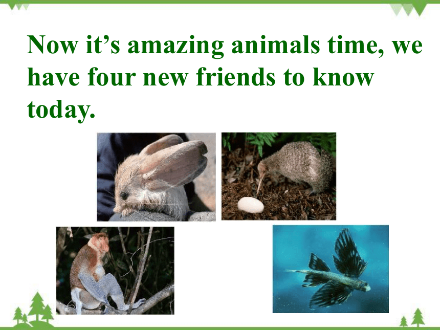 Unit3 Animals Are Our Friends L14 amazing animals 课件（共23张PPT）