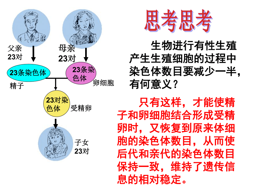 4.4.3人类染色体与性别决定 课件-（共40张PPT）