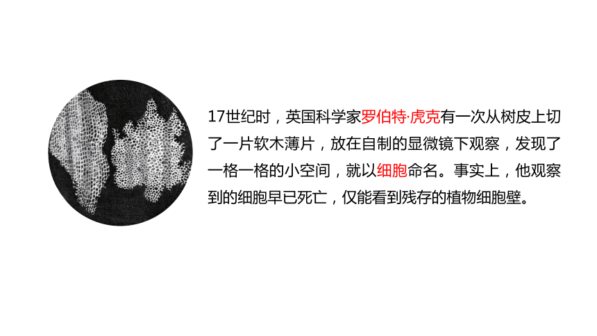 青岛版（六三制2017秋） 六年级上册1.1.细胞（含练习）课件(共14张PPT)