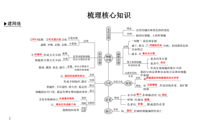 高考生物二轮复习：专题三 细胞的生命历程(共75张PPT)