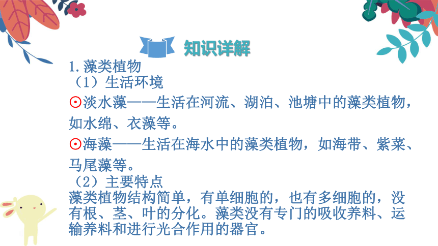 3.1.1《藻类、苔藓和蕨类植物》复习课件(共27张PPT)