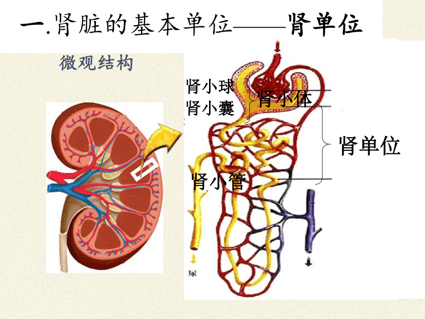 北师大版生物七年级下册 第11章 第2节 尿的形成与排出（课件）(共28张PPT)