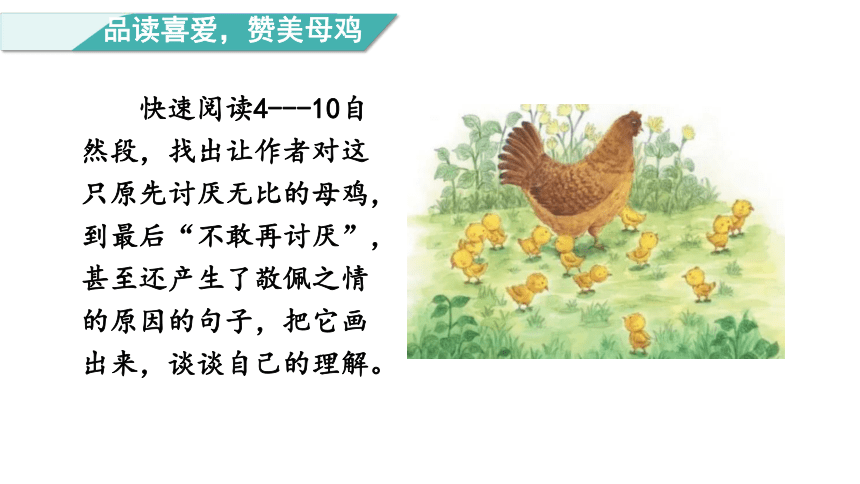 14.母鸡    第二课时 课件(共23张PPT)