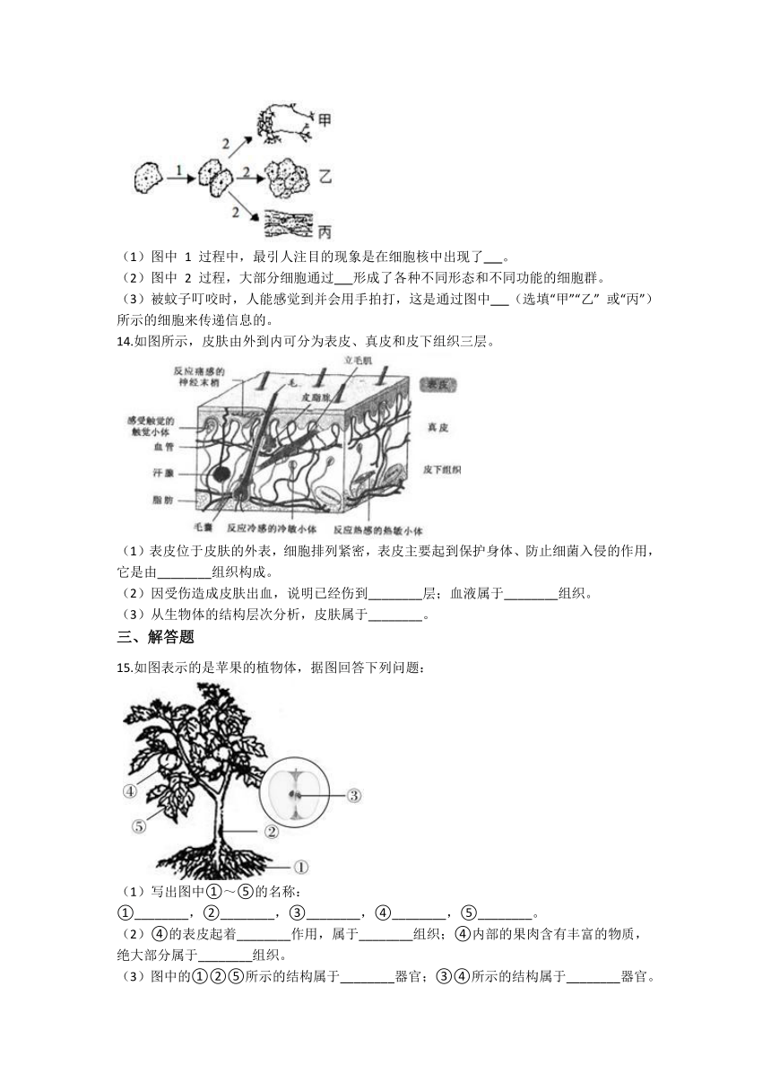 2.3生物体的结构层次同步练习（含答案解析）