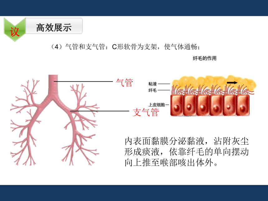 3.2.1人体与外界的气体交换（第一课时）课时(共26张PPT)2022-2023学年济南版生物七年级下册