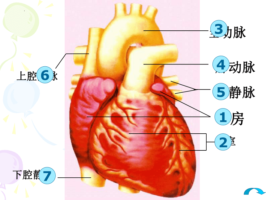 2021--2022学年北师大版生物七年级下册 9.2血液循环---血管和心脏课件（共32张PPT）