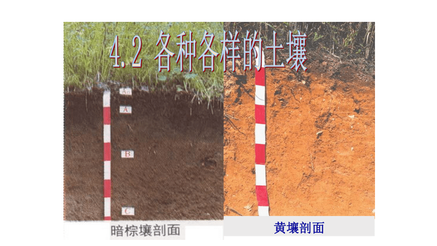 4.2 各种各样的土壤 教学课件（共16张PPT）