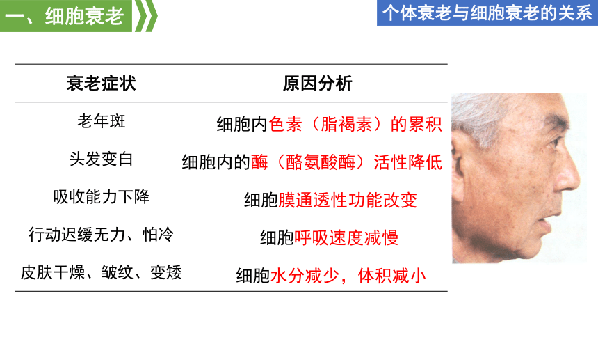 生物人教版（2019）必修1 6.3细胞的衰老和死亡（共22张ppt）