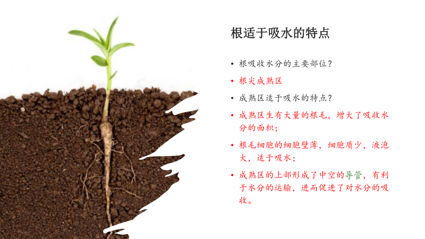 专题06 绿色植物与生物圈的水循环（课件）-2022-2023学年七年级生物上学期期中期末考点大串讲（人教版）(共20张PPT)