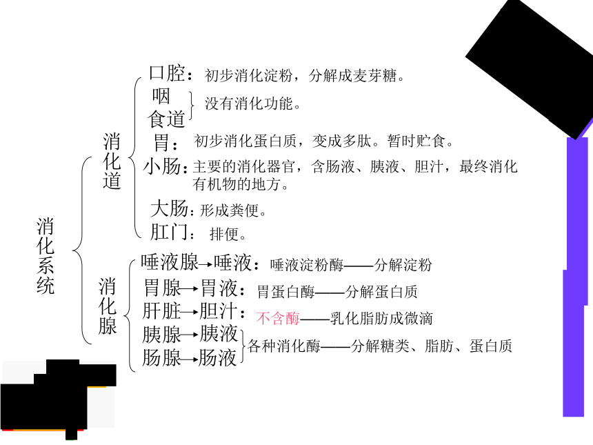 2.1.2.2 食物在胃肠内消化 课件  2020-2021学年冀少版生物七年级下册（20张PPT）