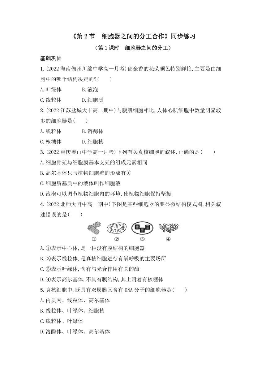 2021-2022学年高一上学期生物人教版必修1--3.2.1 细胞器之间的分工同步练习（word版含答案带解析）