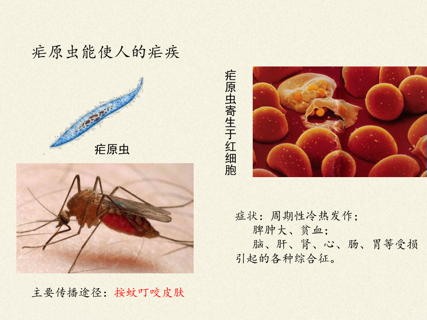 北师大版生物八年级下册 7.22.2 原生生物的主要类群 课（共24张PPT）