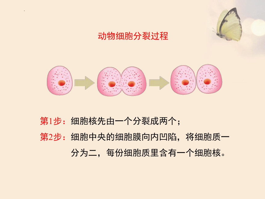 2022--2023学年人教版生物七年级上册2.2.1 细胞通过分裂产生新细胞课件（共24张PPT）