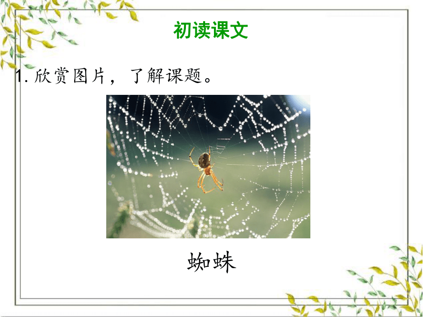 20 蜘蛛开店 课件 (共32张PPT)