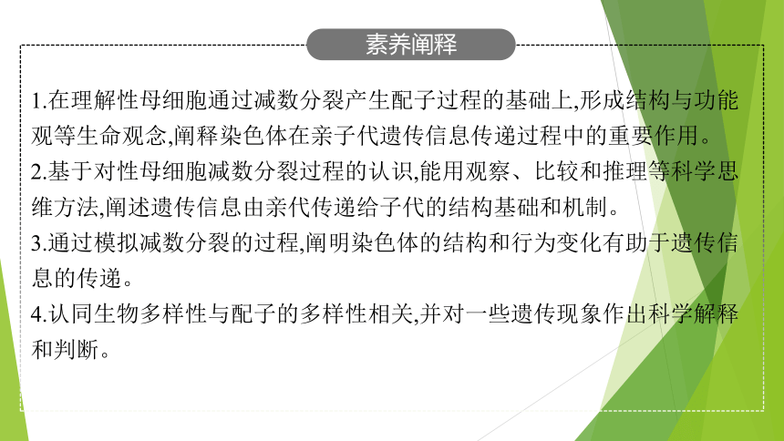 ３．２减数分裂与配子形成课件(共64张PPT)