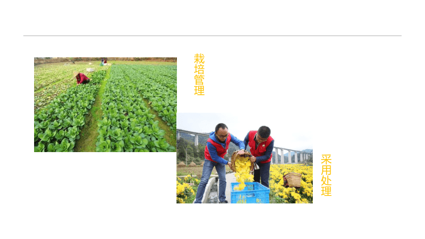 1.1.2蔬菜生产及其特点 课件(共20张PPT)-《蔬菜生产技术》同步教学（中国农业出版社）