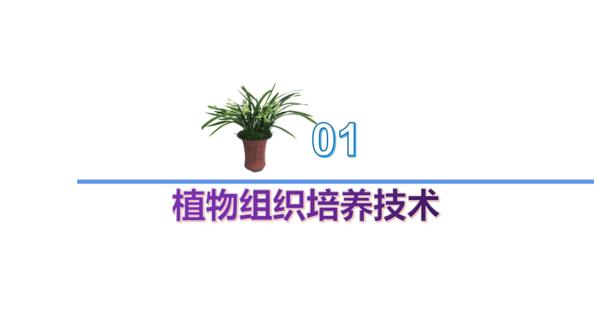 苏教版（2019）选择性必修三   2-1 植物细胞工程 (共64张PPT)