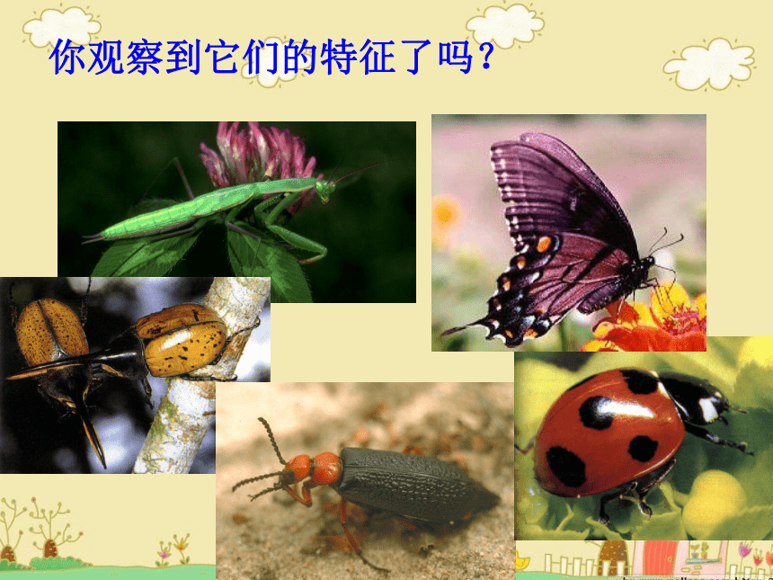 沪教版 二年级上册美术 第9课 昆虫乐园｜ 课件（27张PPT）