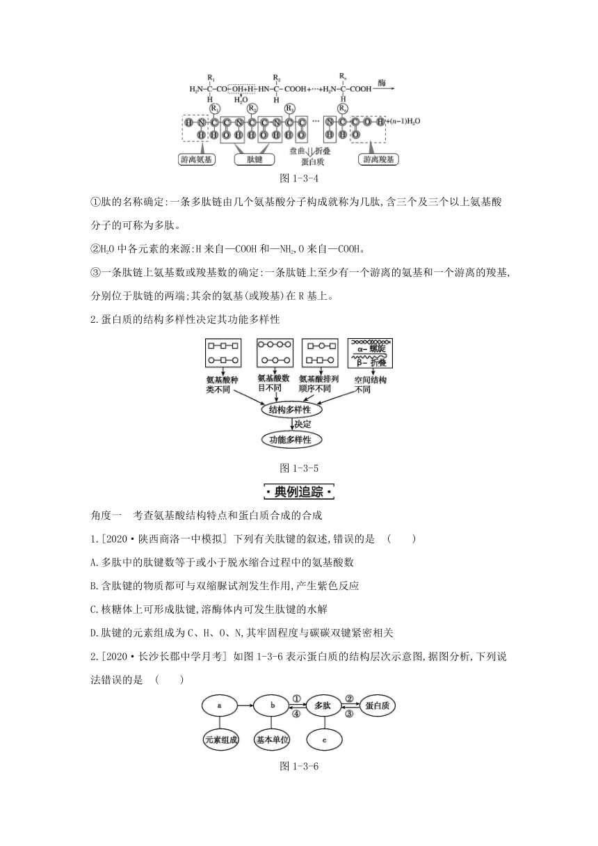 考点梳理&同步真题：第3讲   生命活动的主要承担者——蛋白质（含答案详解）