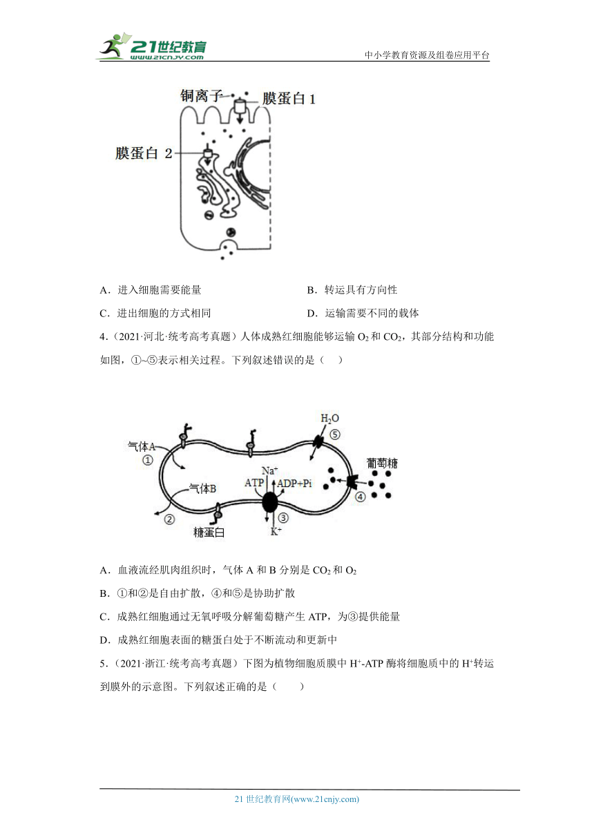 五年2018-2022高考生物真题按知识点分类汇编15-细胞的物质输入和输出-主动运输（含解析）