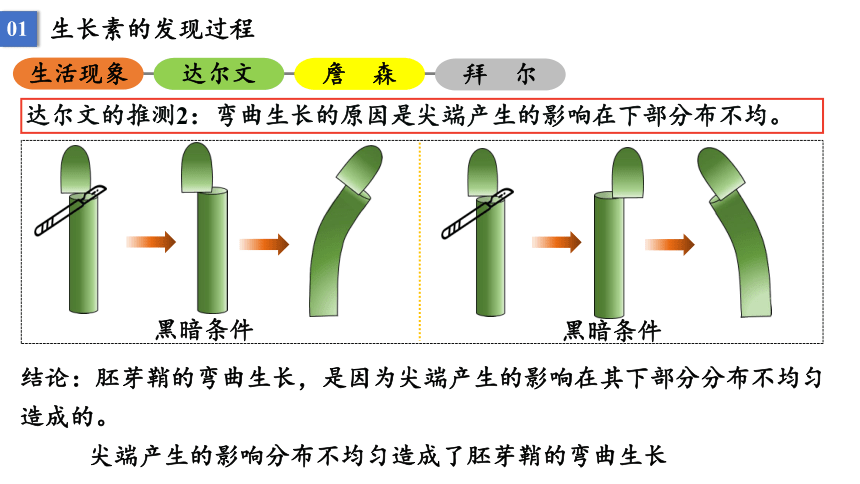 5.1 植物生长素课件2021-2022学年高二上学期生物人教版选择性必修1(33张PPT）