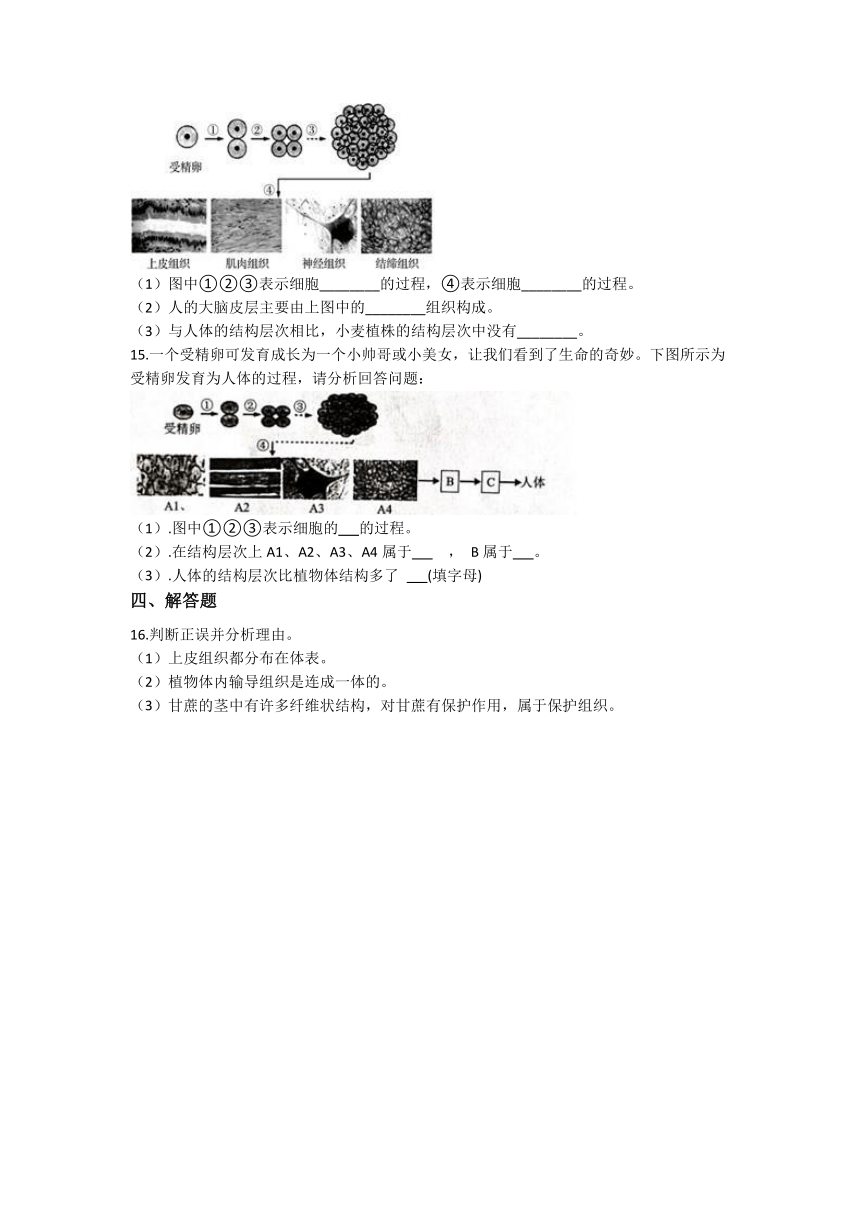 2.3生物体的结构层次 同步练习（含解析）