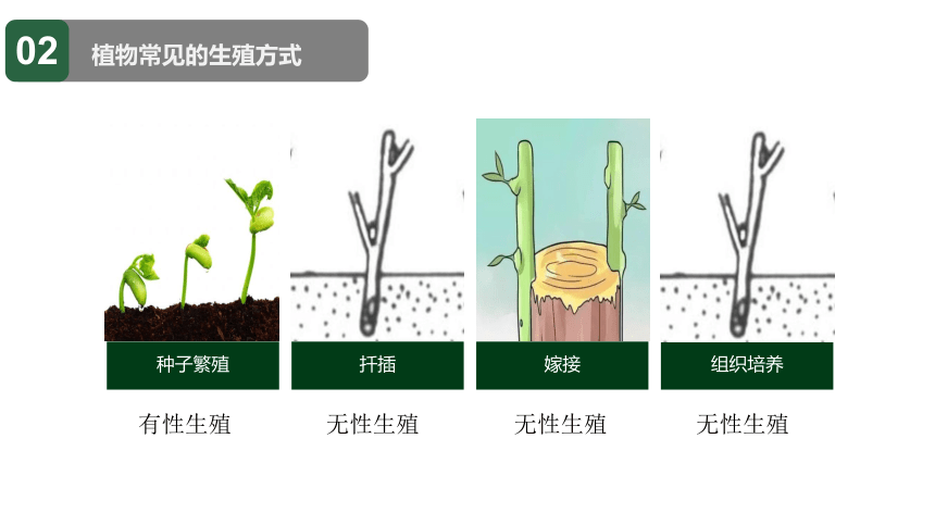 7.1.1人教版植物的生殖课件(共24张PPT)