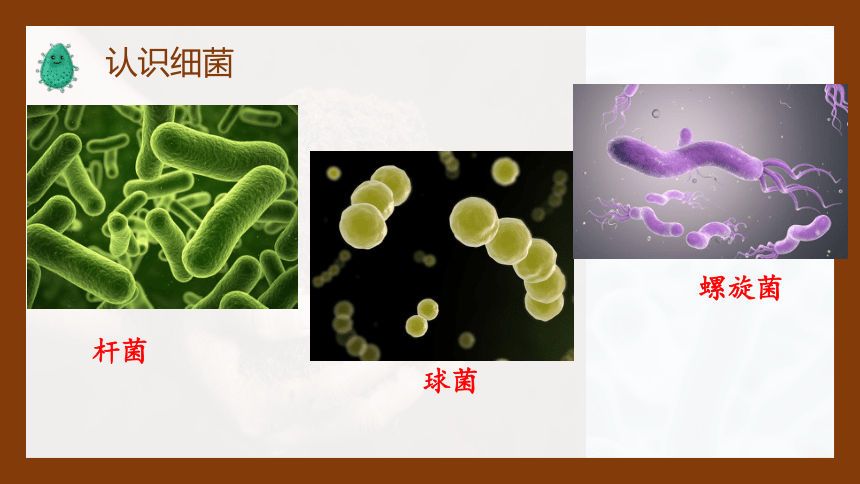 5.13.2土壤中的微生物课件(共34张PPT)2022-2023学年苏科版生物七年级下册