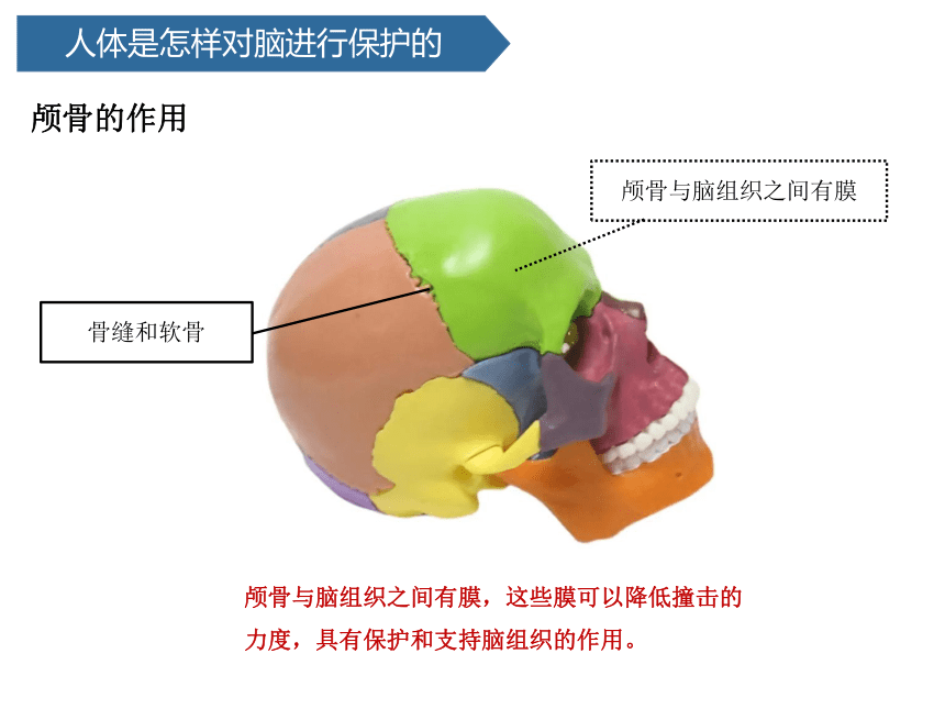 青岛版（六三制2017秋 ）五年级下册1.3保护脑  课件（18ppt）