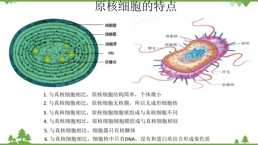 高中生物浙科版（2019）必修一2.6原核细胞内无成形的细胞核课件（1）(共15张PPT)