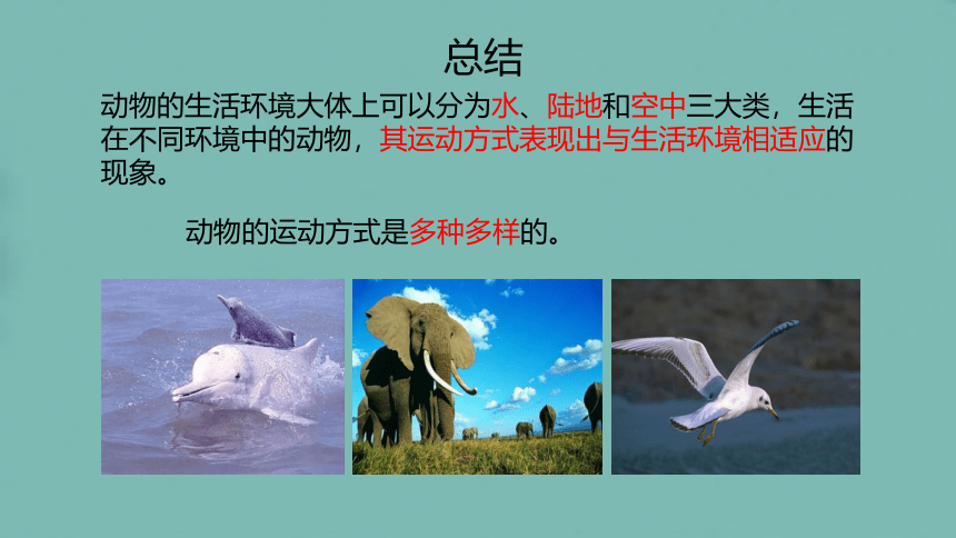 5.15.1动物的运动方式（第一课时）课件 (共25张PPT)北师大版生物八年级上册