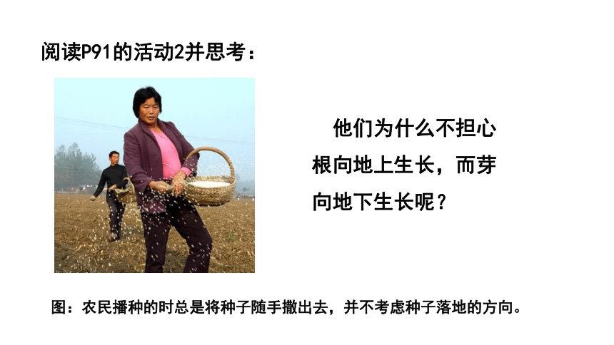 浙教版科学八年级上册  3.1 植物生命活动的条件 课件(共40张PPT)