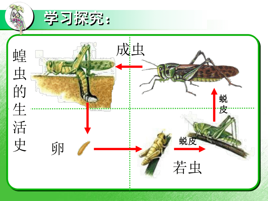 第一节 昆虫的生殖和发育 课件（27张PPT）